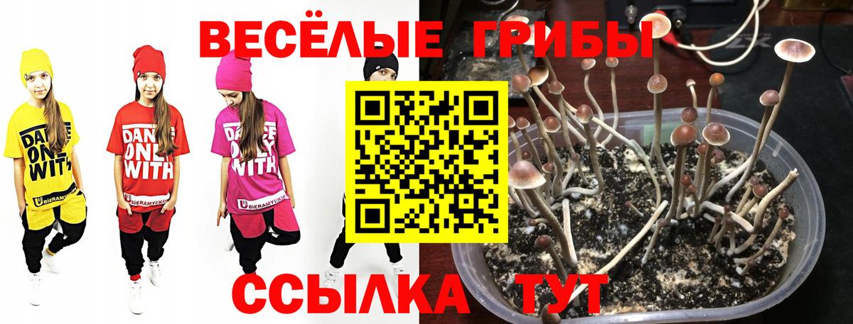 Кызыл  Галлюциногенные грибы Psilocybe  Вход с VPN 